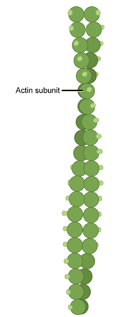 Cytoskelaton and Microtubules | Botany Optional for UPSC