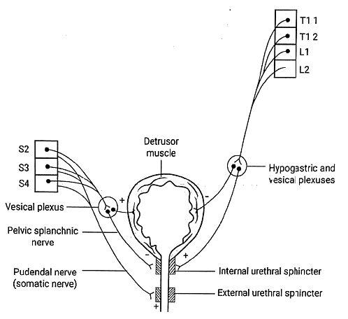 Urinary Bladder, Uterine Tubes, Vas Deferens: Clinical Anatomy | Medical Science Optional Notes for UPSC