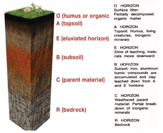 Soil profile | Geography Optional for UPSC