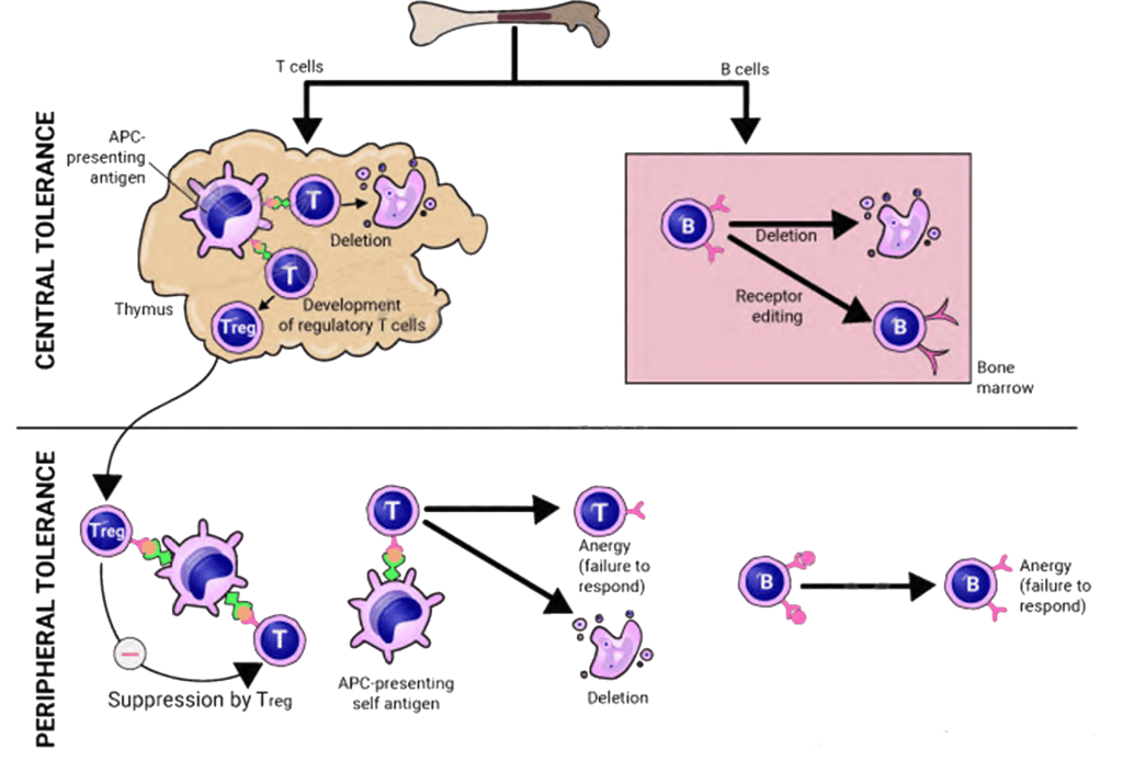 Immunological Tolerance, Autoimmunity | Medical Science Optional Notes for UPSC
