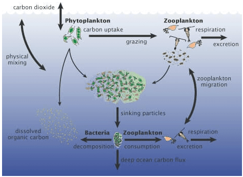 Phytoplanktons