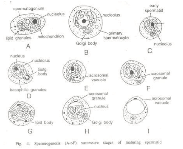 Spermatogenesis | Zoology Optional Notes for UPSC