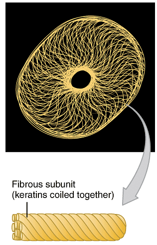 Cytoskelaton and Microtubules | Botany Optional for UPSC