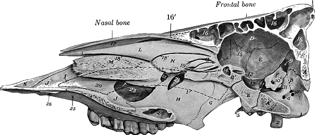 Fig: Skull-Maxillary Sihus Expcsed