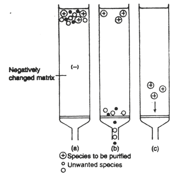 Techniques of Cell Biology | Botany Optional for UPSC