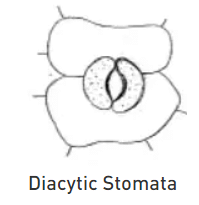 Stomata and their types | Botany Optional for UPSC