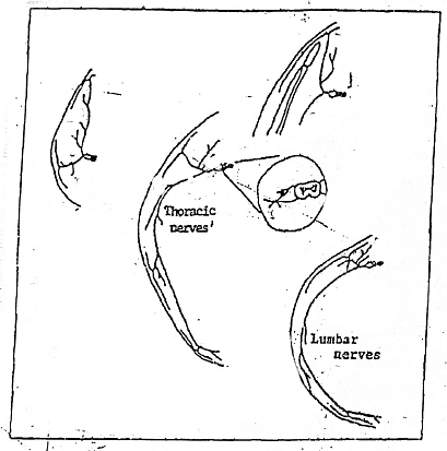 Fig: Distribution of the spínal nerves of house (schematic)