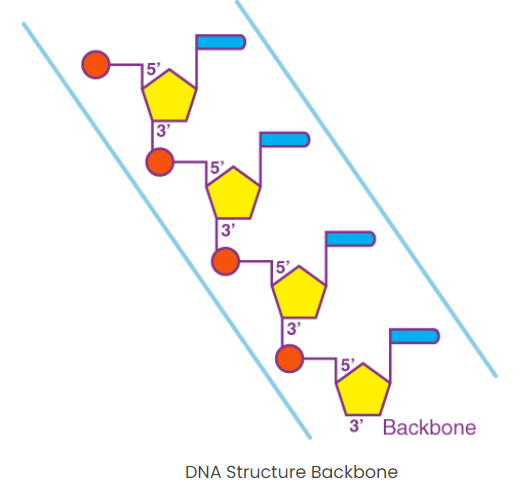 Synthesis and Structure of Genetic Material | Agriculture Optional for UPSC