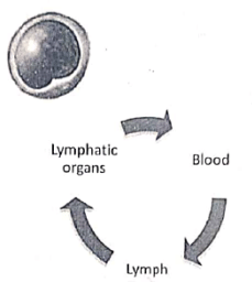 Immunology | Medical Science Optional Notes for UPSC