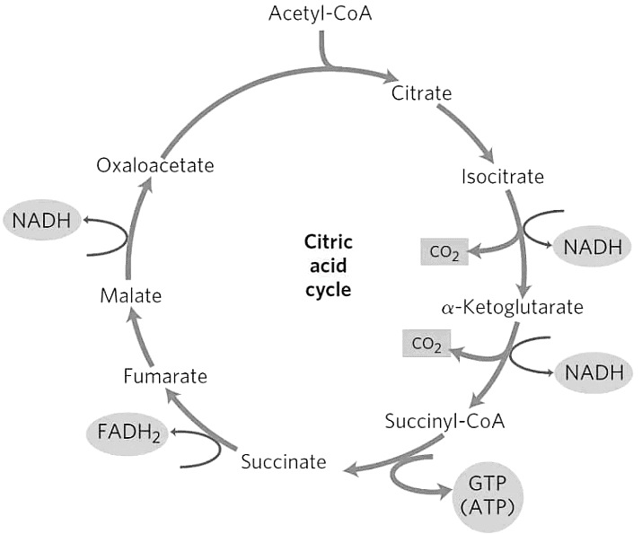 Krebs Cycle | Zoology Optional Notes for UPSC