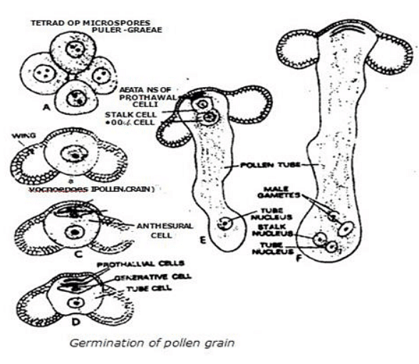 Type of Fossils and their Study Techniques | Botany Optional for UPSC