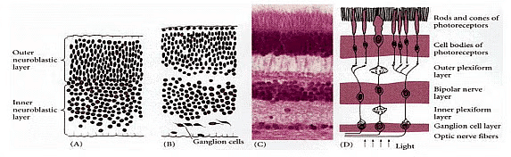 Development of Eye and Heart | Zoology Optional Notes for UPSC