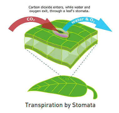 Stomata and their types | Botany Optional for UPSC