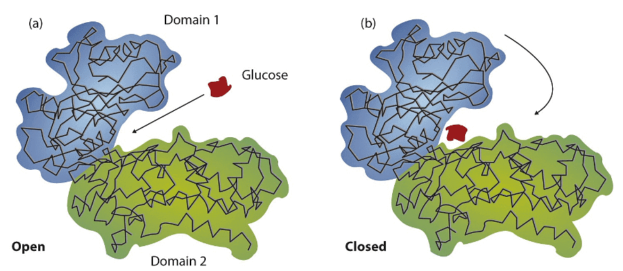 Enzymes and Coenzyme | Botany Optional for UPSC