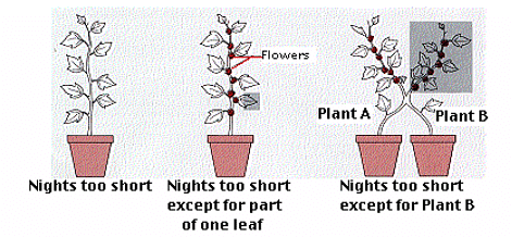 Photoperiodism | Botany Optional for UPSC