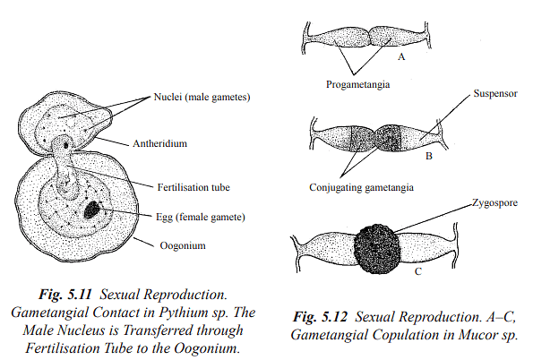 Structure and Reproduction Fungi & Lichens | Botany Optional for UPSC