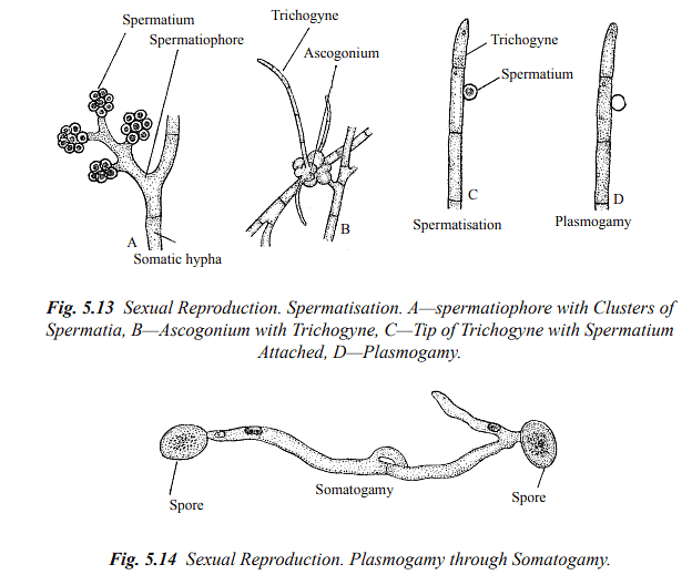 Structure and Reproduction Fungi & Lichens | Botany Optional for UPSC