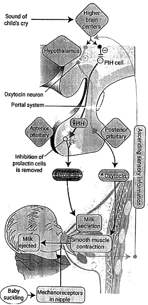 Lactation | Medical Science Optional Notes for UPSC