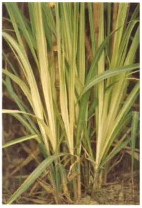 Important Crop Diseases Caused by Mycoplasma, Nematodes | Botany Optional for UPSC