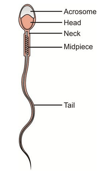 Composition of Semen | Zoology Optional Notes for UPSC