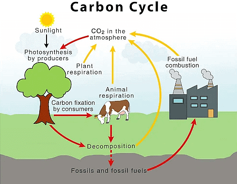 Biosphere: Biogeochemical Cycles | Zoology Optional Notes for UPSC
