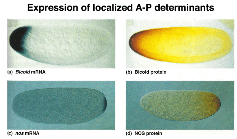 Development of Genetics | Botany Optional for UPSC