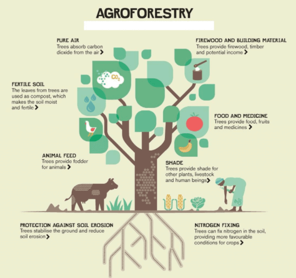 Social Forestry & Agroforestry | Geography Optional for UPSC