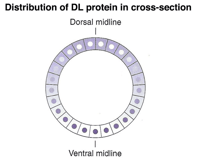 Development of Genetics | Botany Optional for UPSC