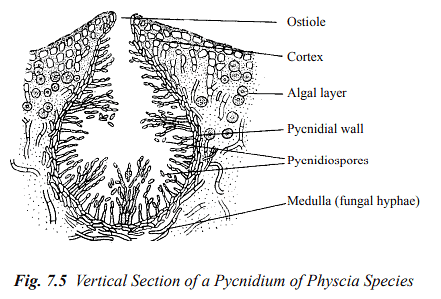 Structure and Reproduction Fungi & Lichens | Botany Optional for UPSC
