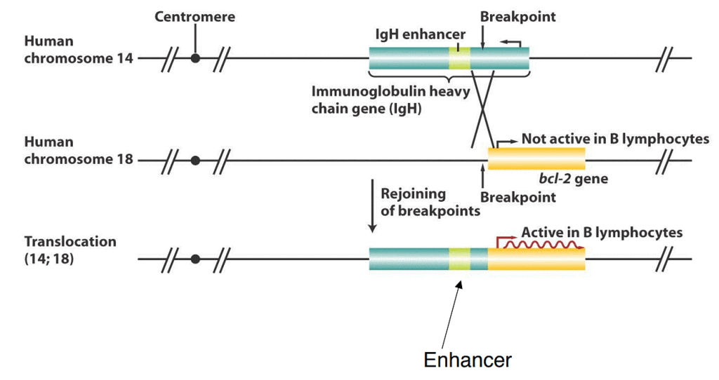 Structural Variations in Chromosomes | Botany Optional for UPSC