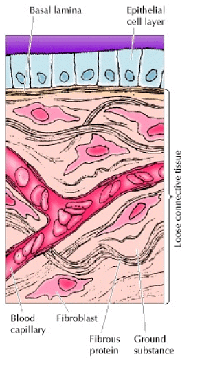 Structure and Function of extracellular matrix (cell wall) | Botany Optional for UPSC