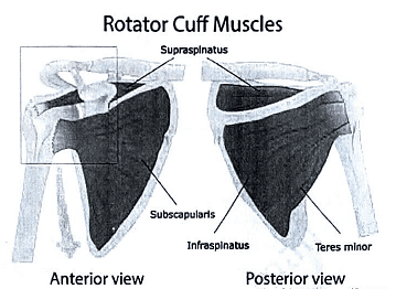 Shoulder Joint | Medical Science Optional Notes for UPSC