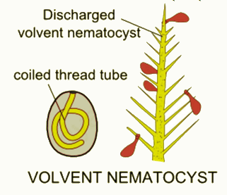 Cnidaria: Defensive structures and their mechanism | Zoology Optional Notes for UPSC