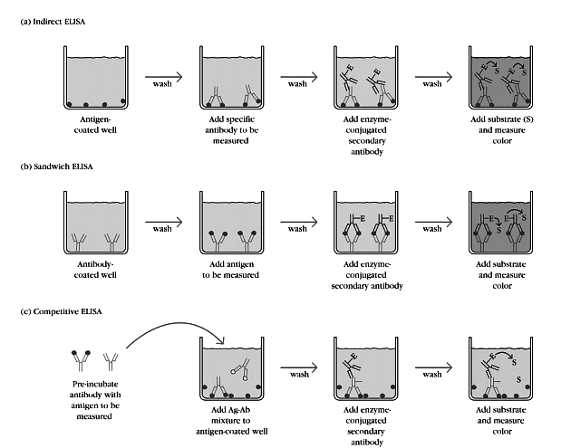 Sandwich Elisa Principle Ppt