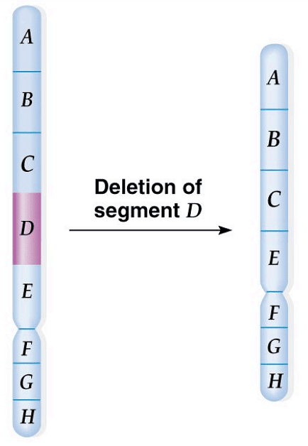 Structural Variations in Chromosomes | Botany Optional for UPSC