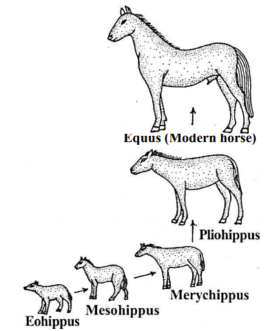 Evolution of horse.