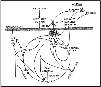 Figure 1: The nitrogen cycle is a complex system involving the air, soil and plant.