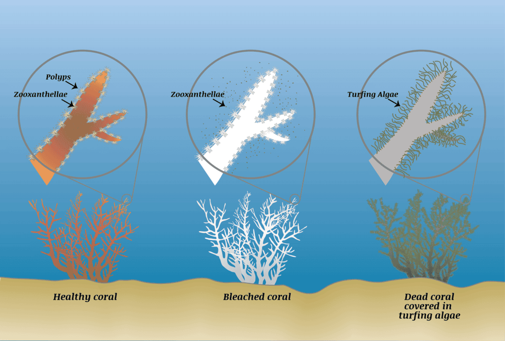 Topic wise Previous Year Questions (Solved) : Oceanography | Geography Optional for UPSC