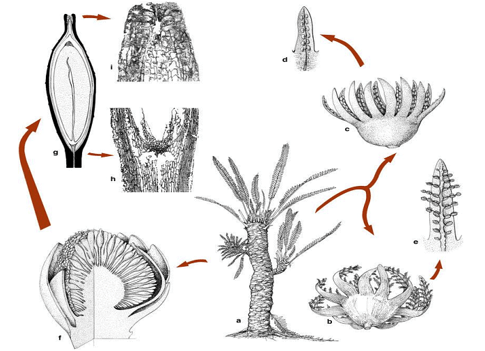 Type of Fossils and their Study Techniques | Botany Optional for UPSC