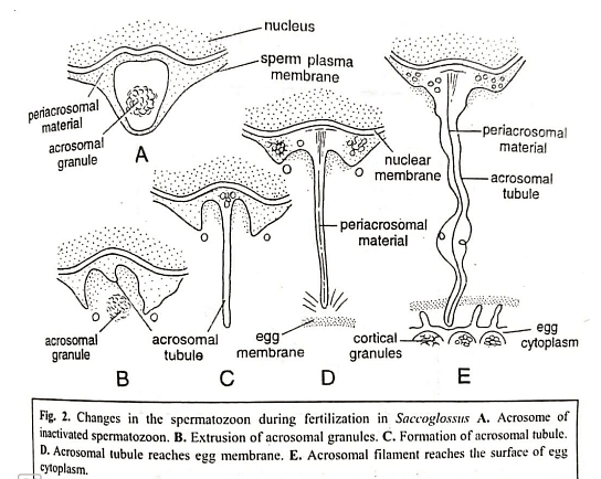 Fertilization | Zoology Optional Notes for UPSC
