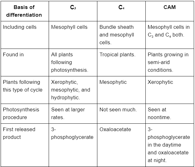 C3 C4 And Cam Plants