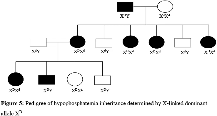 Pedigree Analysis | Anthropology Optional for UPSC