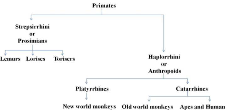 Primate Taxonomy | Anthropology Optional for UPSC