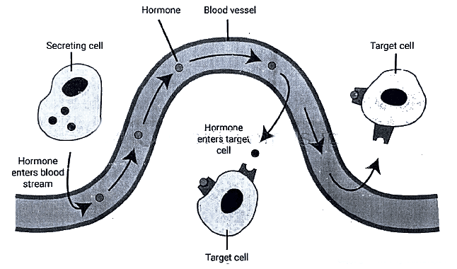 Hormones | Medical Science Optional Notes for UPSC