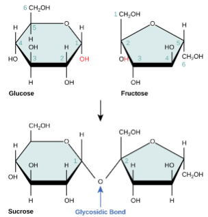 Structure and Role of Carbohydrates | Zoology Optional Notes for UPSC
