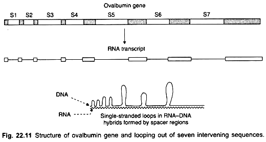 Spilt Genes | Zoology Optional Notes for UPSC