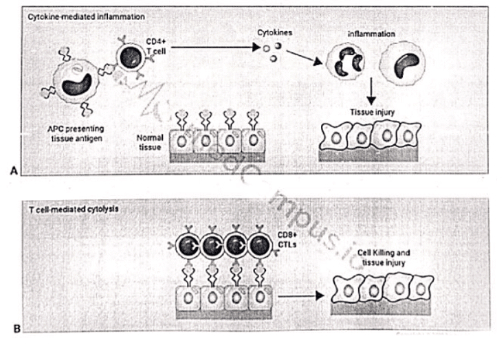 Immunology | Medical Science Optional Notes for UPSC