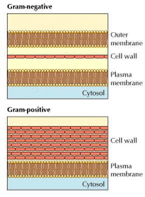 Structure and Function of extracellular matrix (cell wall) | Botany Optional for UPSC
