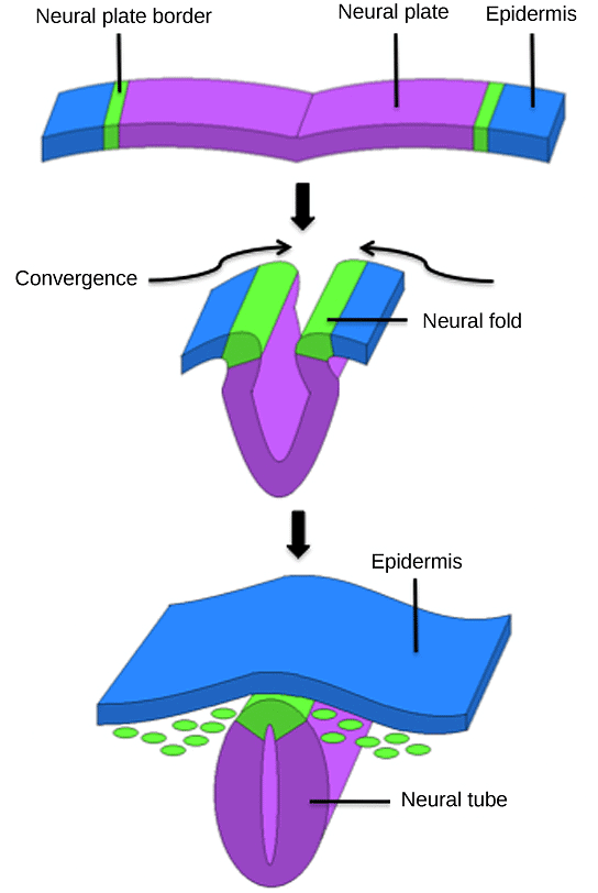 Establishing Body Axes | Zoology Optional Notes for UPSC