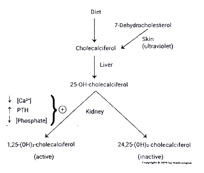 Calcium and Vitamin D | Medical Science Optional Notes for UPSC